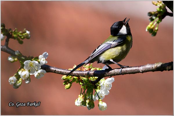 76_great_tit.jpg - Great tit, Parus major,Velika senica, Location: Fruka Gora, Serbia