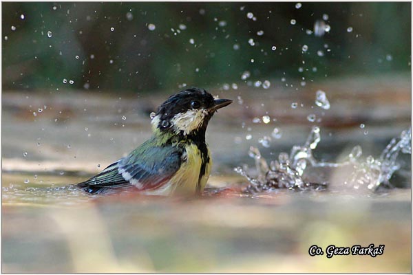 78_great_tit.jpg - Great tit, Parus major,Velika senica, Location: Skiathos, Greece