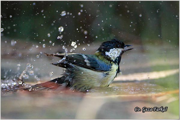 79_great_tit.jpg - Great tit, Parus major,Velika senica, Location: Skiathos, Greece