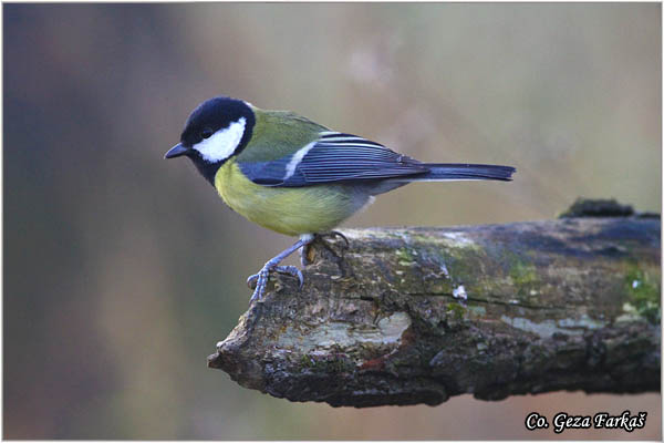 80_great_tit.jpg - Great tit, Parus major,Velika senica, Location: Fruka Gora, Serbia