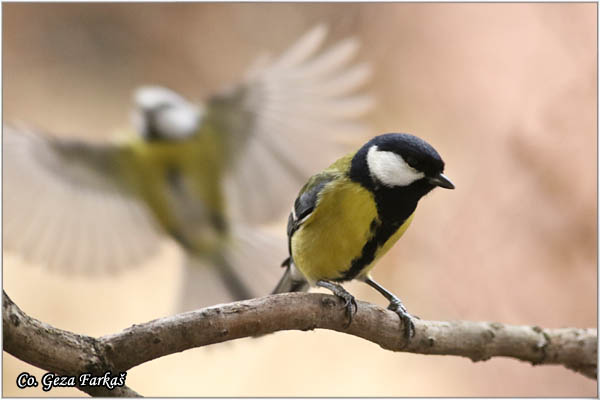 81_great_tit.jpg - Great tit, Parus major,Velika senica, Location: Fruka gora, Serbia