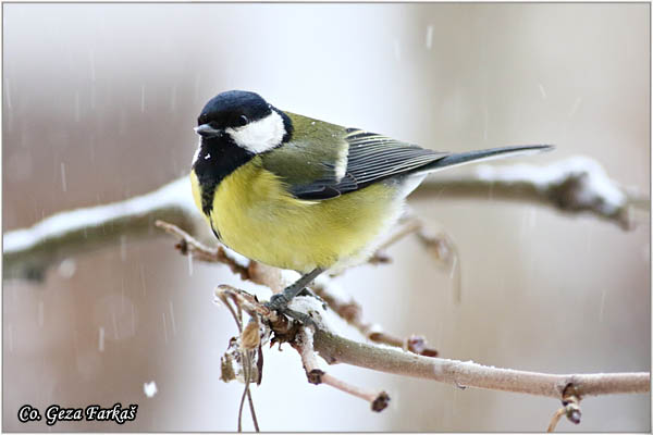 82_great_tit.jpg - Great tit, Parus major,Velika senica, Location: Fruka gora, Serbia