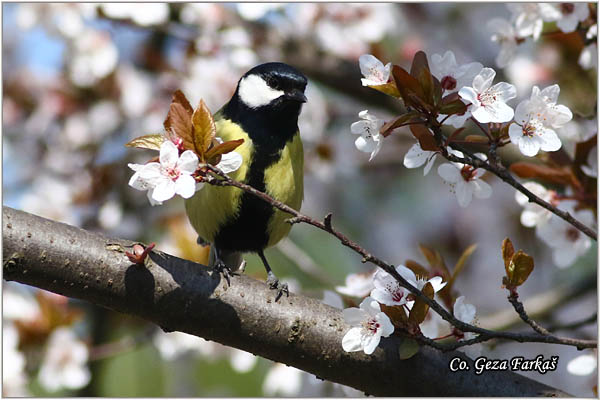 83_great_tit.jpg - Great tit, Parus major,Velika senica, Location: Novi Sad, Serbia