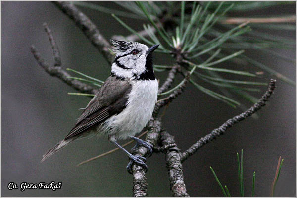 84_crested_tit.jpg - Crested tit,  Parus cristatus. Æubasta senica, Location: Tara, Serbia