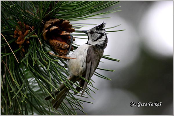 85_crested_tit.jpg - Crested tit,  Parus cristatus. Cubasta senica, Location: Tara, Serbia