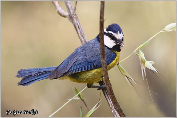 86_african_blue_tit.jpg - African blue tit, Cyanistes teneriffae, Location: Gran Canaria, Spain