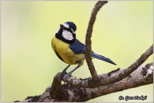 87_african_blue_tit.jpg - African blue tit, Cyanistes teneriffae, Location: Gran Canaria, Spain