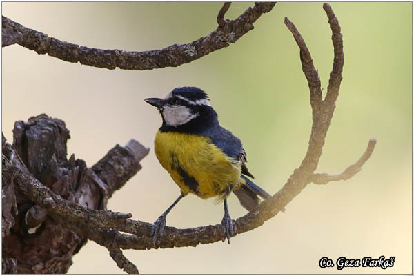 88_african_blue_tit.jpg - African blue tit, Cyanistes teneriffae, Location: Gran Canaria, Spain