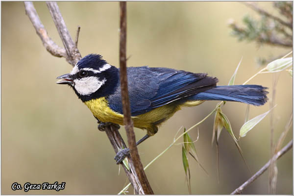 89_african_blue_tit.jpg - African blue tit, Cyanistes teneriffae, Location: Gran Canaria, Spain