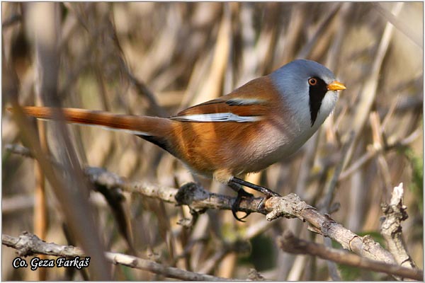 92_bearded_parrotbill.jpg - Bearded Parrotbill, Panurus biarmicus, Brkata senica, Location: Luda lake, Serbia