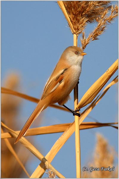 93_bearded_parrotbill.jpg - Bearded Parrotbill, Panurus biarmicus, Brkata senica, Location: Slano kopovo, Serbia