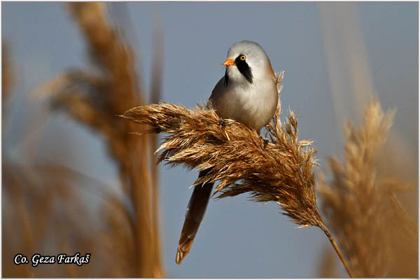 94_bearded_parrotbill.jpg - Bearded Parrotbill, Panurus biarmicus, Brkata senica, Location: Slano kopovo, Serbia