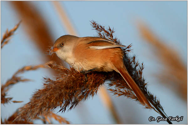 95_bearded_parrotbill.jpg - Bearded Parrotbill, Panurus biarmicus, Brkata senica, Location: Slano kopovo, Serbia