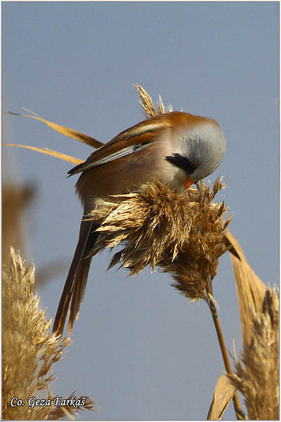 96_bearded_parrotbill.jpg - Bearded Parrotbill, Panurus biarmicus, Brkata senica, Location: Slano kopovo, Serbia