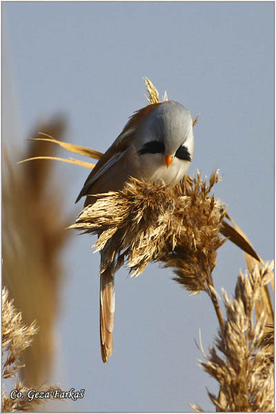 97_bearded_parrotbill.jpg - Bearded Parrotbill, Panurus biarmicus, Brkata senica, Location: Slano kopovo, Serbia