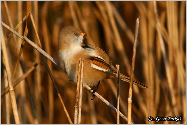 98_bearded_parrotbill.jpg - Bearded Parrotbill, Panurus biarmicus, Brkata senica, Location: Slano kopovo, Serbia