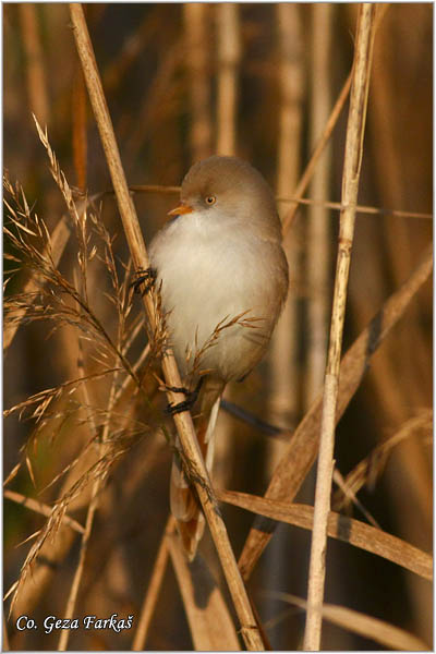 99_bearded_parrotbill.jpg - Bearded Parrotbill, Panurus biarmicus, Brkata senica, Location: Slano kopovo, Serbia