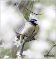 06_blue_tit