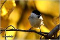 10_marsh_tit