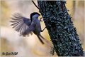 15_marsh_tit