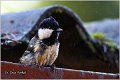 25_coal_tit