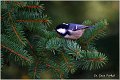 27_coal_tit