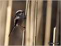 33_long-tailed_tit