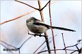 44_long-tailed_tit