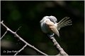 53_european_penduline_tit