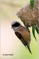 56_european_penduline_tit