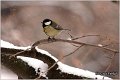 60_great_tit