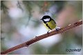 69_great_tit