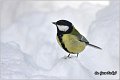 70_great_tit