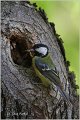 77_great_tit