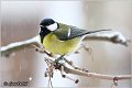 82_great_tit