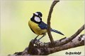 87_african_blue_tit