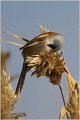 96_bearded_parrotbill