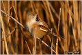 98_bearded_parrotbill