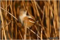 98_bearded_parrotbill