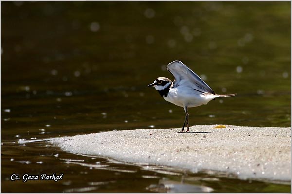 001_little_ringed_plover.jpg - Little Ringed Plover, Charadrius dubius, alar slepiæ, Mesto - Location: Novi Sad, Serbia