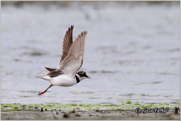 003_little_ringed_plover.jpg - Little Ringed Plover, Charadrius dubius, alar slepic, Mesto - Location: Koviljski rit, Serbia