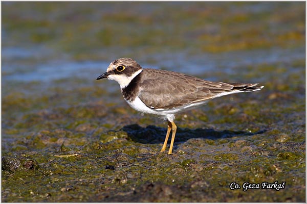 004_little_ringed_plover.jpg - Little Ringed Plover, Charadrius dubius, alar slepic, Mesto - Location: Novi Sad, Serbia