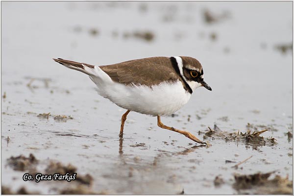 005_little_ringed_plover.jpg - Little Ringed Plover, Charadrius dubius, alar slepic, Mesto - Location: Rusanda, Serbia