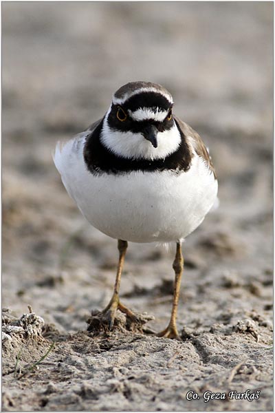 006_little_ringed_plover.jpg - Little Ringed Plover, Charadrius dubius, alar slepic, Mesto - Location: Rusanda, Serbia