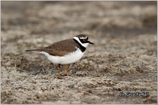 007_little_ringed_plover.jpg - Little Ringed Plover, Charadrius dubius, alar slepic, Mesto - Location: Rusanda, Serbia