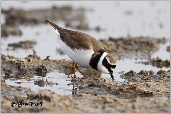 008_little_ringed_plover.jpg - Little Ringed Plover, Charadrius dubius, alar slepic, Mesto - Location: Rusanda, Serbia