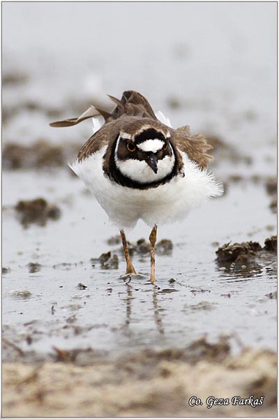 009_little_ringed_plover.jpg - Little Ringed Plover, Charadrius dubius, alar slepic, Mesto - Location: Rusanda, Serbia