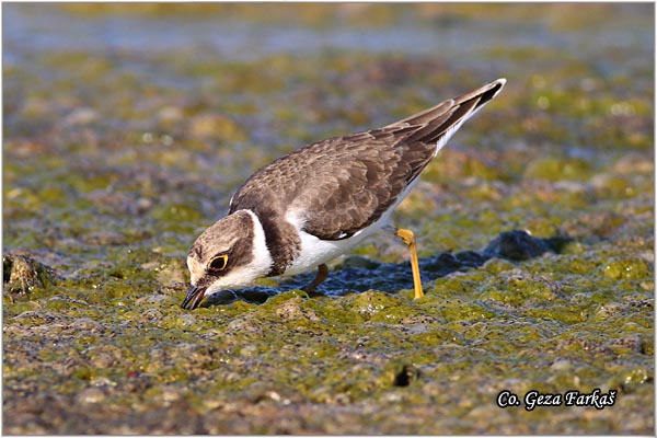 010_little_ringed_plover.jpg - Little Ringed Plover, Charadrius dubius, alar slepic, Mesto - Location: Rusanda, Serbia