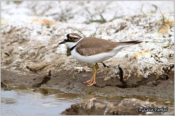 011_little_ringed_plover.jpg - Little Ringed Plover, Charadrius dubius, alar slepic, Mesto - Location: Rusanda, Serbia