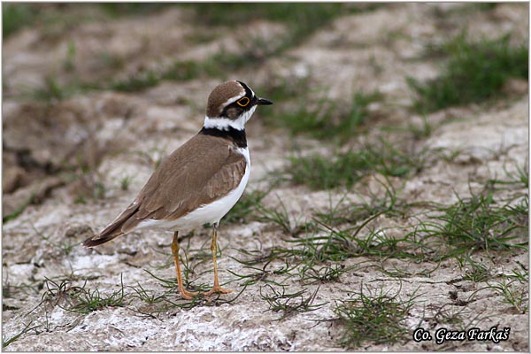 012_little_ringed_plover.jpg - Little Ringed Plover, Charadrius dubius, alar slepic, Mesto - Location: Rusanda, Serbia